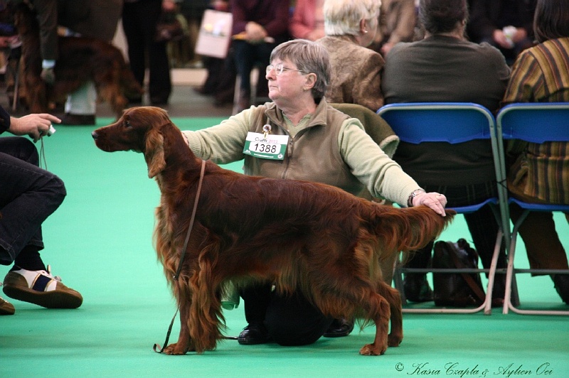 Crufts2011 256.jpg